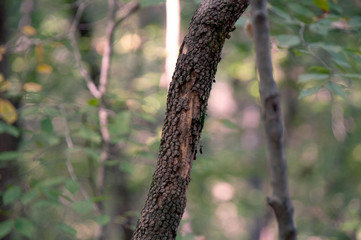 Obraz premium Tree Branch in Beautiful Fall-Green Forest