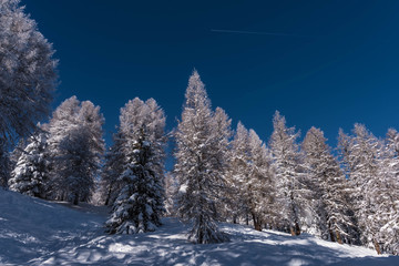 Fototapeta premium winter landscape with trees and snow