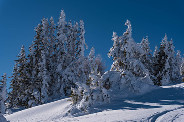 trees in snow, beautiful winter landscape