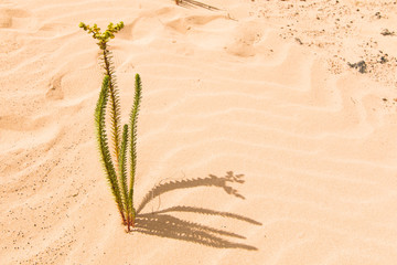Fuerteventura, Canarias España