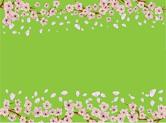 Obraz na płótnie Canvas Sakura on light background. Sakura vector flower. Vector floral print. Blooming cherry blossom petals. Japanese culture. Floral design. Blooming tree. Banner template.
