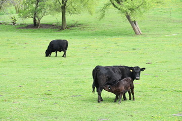 Three Angus Cattle