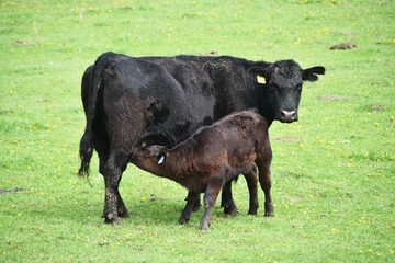 Cow and Calf