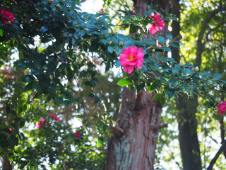  A photo of gentle camellia