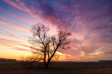 Plakat Alone tree on meadow at sunset