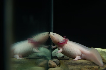 Albino axolotl underwater with reflection in glass