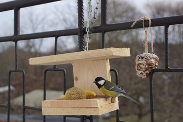 Sikory ,ptaki sikory ,Sikory Bogatki ,ptaki zimą ,dokarmiane ptaki © LBanacki