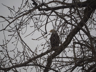 Bald Eagle resting in a tree