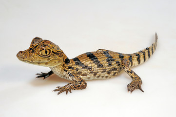 Spectacled caiman / Brillenkaiman (Caiman crocodilus)