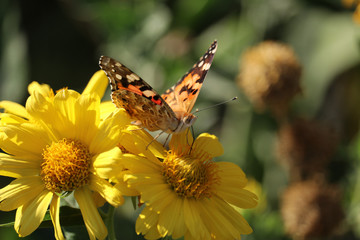 Beautiful flower Helenium Konigstiger. Butterfly sits on the flower.