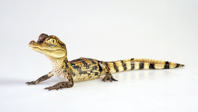 Spectacled caiman / Brillenkaiman (Caiman crocodilus)