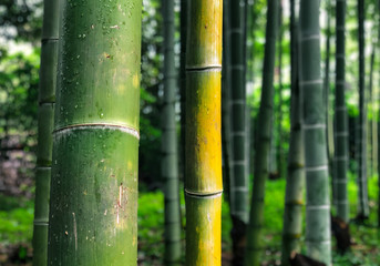 Fototapeta premium bamboo forest