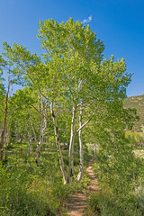 Hiking Trail Through the Aspen in the Mountains