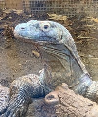 Komodo dragon close up