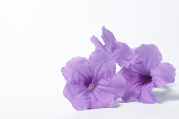 Purple Ruellia flower on an isolated background