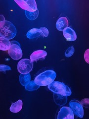 abstract background with jellyfish © Jackie