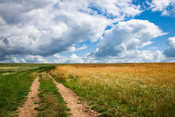 Landscape wide meadow with path
