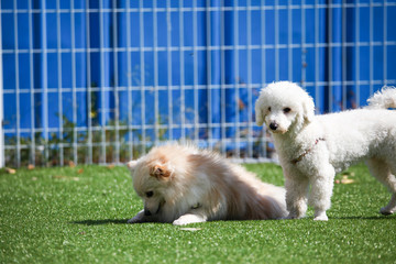 Happy puppies in a private playground