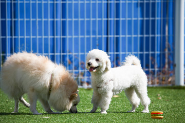Happy puppies in a private playground