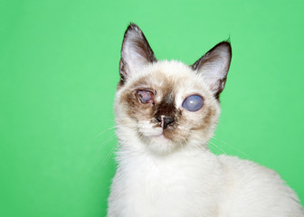 Portrait of an adorable seal point siamese kitten with bilateral cataracts facing directly towards...