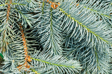 Naklejka na ściany i meble Close View of Spruce Tree Needles Creating an Abstract Background