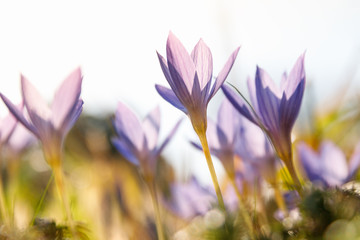 Gardening, planting concept. Сlose up of Colchicum / Crocus - spring blue purple flower on the field, reaching for the sun, selective soft focus, bottom view. 