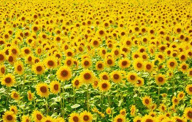 ひまわり畑　素材