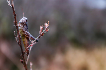 Grasshopper resting on blade of grass