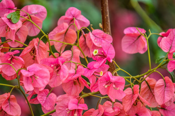 Macro closeup of pink bougainvillea flower with petals blooming in a garden