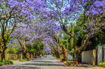 Purple blue Jacaranda mimosifolia bloom in Johannesburg and Pretoria street during spring in October in South Africa