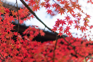 カエデの紅葉のある風景