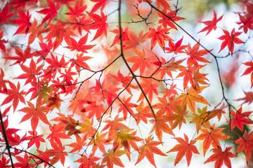 カエデの紅葉のある風景