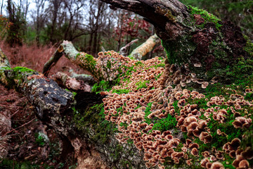 Mushrooms and moss on dead tree