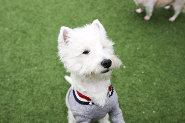 Happy puppies in a private playground