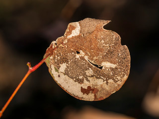 Obraz premium Dead leaf with decay showing its internal vein structure