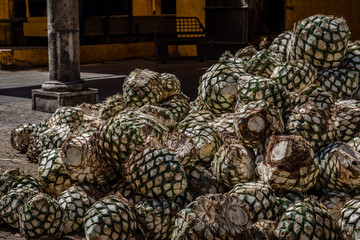 Blue agave pineapples lay in a pile before steaming, mashing and fermenting before making tequila