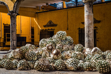 Blue agave pineapples lay in a pile in front of a large oven door