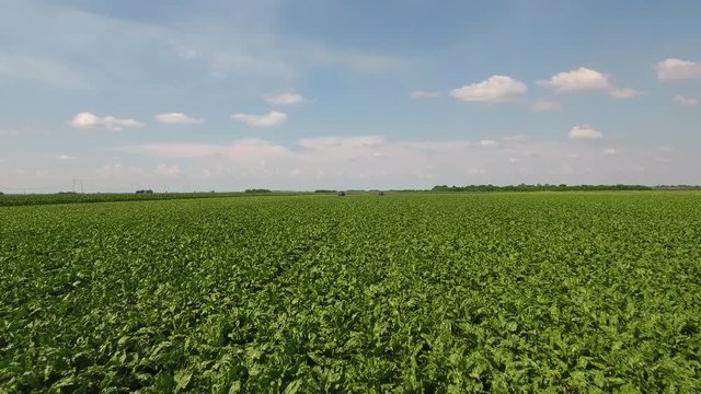 Sugar beet plants in summer