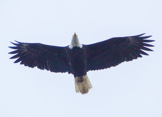 Bald Eagle Overhead
