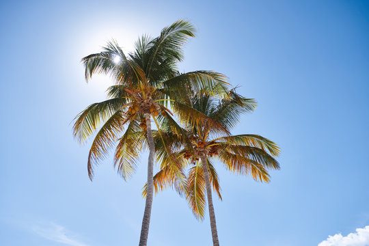 palm trees against blue sky © SHOTPRIME STUDIO