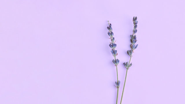 bouquet of violet lilac purple lavender flowers arranged on table background. Top view, flat lay mock up, copy space. Minimal background concept. Dry flower floral composition isolated. Spa skin care.