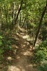 Path Through the Woods