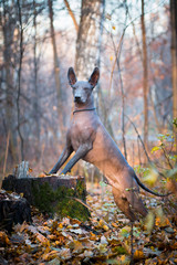 Xolo dog breed (Xoloitzcuintle, Mexican hairless), in a forest on a stump
