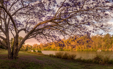 Obraz premium Panoramic Jacaranda Riverside Scene