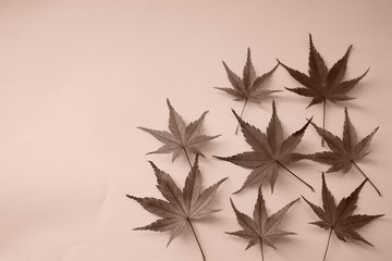 紅葉　かえで　落ち葉　葉　8枚　空白　白バック　セピア