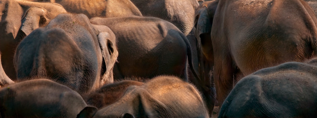 A Herd of Young Asian Elephants (Elephas maximus maximus), Udawalawe, Sri Lanka
