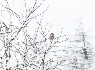 Northern Hawk Owl Perched in Tree on Snowy Day
