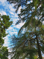 Evergreen trees and sky in California