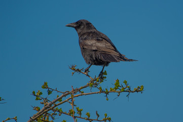 The Crow