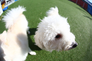 Happy puppies in a private playground